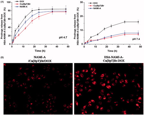 Figure 4. (A) The profiles of DOX or NAMI-A or Cu(BpT)Br release from HSA–NAMI-A–Cu(BpT)Br-DOX complex at different pH (citric-phosphate buffer). Results are the mean ± SD (n = 3): **p < .01. (B) Fluorescence microscope images of MCF-7/ADR cells. MCF-7/ADR cells treated with 10 μM three-agent combination (NAMI-A/Cu(BpT)Br/DOX) and 10 μM HSA–NAMI-A–Cu(BpT)Br–DOX complex for 5 h, respectively.
