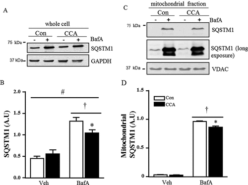Figure 5. Expression of autophagy proteins in response to CCA in C2C12 myotubes treated with bafilomycin A1 (BafA). Representative western blots. (A) Whole cell extracts were probed for SQSTM1 and GAPDH, and (C) mitochondrial fractions were probed for SQSTM1 and VDAC. Graphical densitometric quantification. (B) Total SQSTM1 normalized to GAPDH (†P < 0.01, main effect of BafA vs. vehicle; * P < 0.05, vehicle BafA vs. BafA + CCA; #, P < 0.05 interaction effect between CCA and BafA treatment, n = 5). (D) Mitochondrial SQSTM1 (†P < 0.001, main effect of BafA vs. vehicle; *P < 0.01, BafA control vs. BafA + CCA; n = 3). A.U., arbitrary units.