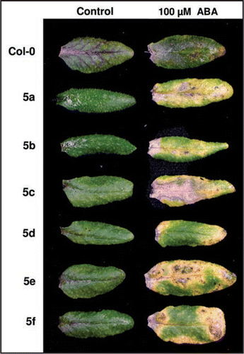 Figure 2 RNAi construct 5 triggers ABA-induced chlorosis. Comparison of the leaf phenotype of six independent transgenic lines containing RNAi construct 5 (a to f) with the parental line Col-0 three days after application of 100 mM abscisic acid (ABA).