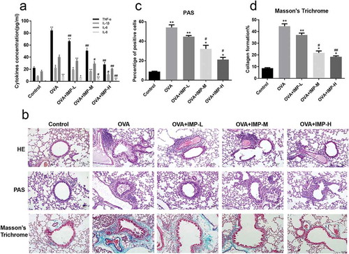 Figure 1. Effect of IMP on chronic airway inﬂammation, goblet cell hyperplasia, and collagen deposition.