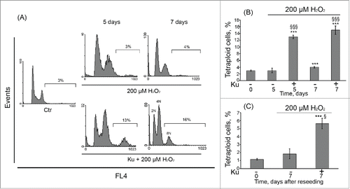 Figure 5. Tetraploidization of senescent hMESCs induced by Ku application. (A) hMESCs were left untreated (Ctr-control) or were treated either with H2O2 alone or in presence of the inhibitor and analyzed by FACS at indicated time points. The percentage of cells with DNA content > 4n is given. Representative FACS analyses are shown. (B) Quantification of tetraploidy induced by Ku. hMESCs were treated and analyzed as in (A). M ± SD, N = 3, ***p<0.005, versus control, §§§p<0.005, versus H2O2-treated cells, ns – not significant (Ctr – control). (C) Viability of the Ku-induced tetraploid cells. hMESCs were treated as in (A), then cells were reseeded in 5 d, additionally cultured for 7 d and analyzed by FACS. M ± SD, N = 3, ***p<0.005, versus control, §p<0.05, versus H2O2-treated cells. Ctr – control.