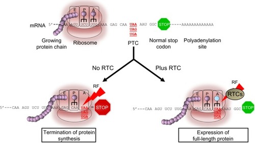 Figure 1 Read-through activity in eukaryotic cells mediated by read-through compounds (RTCs).