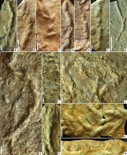 Figure 10. A–M. Treptichnus pedum (Seilacher Citation1955) Jensen, Citation1997 from the “lower siltstone” interval of the Torneträsk Formation; A–L in positive hyporelief; M in cross-section. A. Slightly curved burrow with weakly divergent segments; X00010192. B. Curved burrow with lobes arrayed on one side of the axis; X00010164. C. Disjointed curved burrow with strongly divergent lateral lobes; X00010164. D. Segmented burrow of commonly aligned lobes; X00010164. E. Curved burrow of commonly aligned lobes; X00010168. F. Broad straight burrow of obliquely oriented lobes; X00010183. G. Slender beaded burrow with a single divergent lateral lobe; X00010210. H. Degraded burrow with irregular course and weakly divergent lateral lobes; X00010176. I. Very slender disjointed burrow forming a narrow loop; X00010186. J. Broadly looped burrow with variably divergent lateral lobes; X00010191. K. Roughly straight burrow, expanding distally to a fan-like array of lobes; X00010189. L. Burrow system of markedly divergent lateral lobes; X00010203. M. Roughly cylindrical silt-filled burrows preserved on the lower side of a thin sandstone bed; X00010203. Scale bars = 10 mm