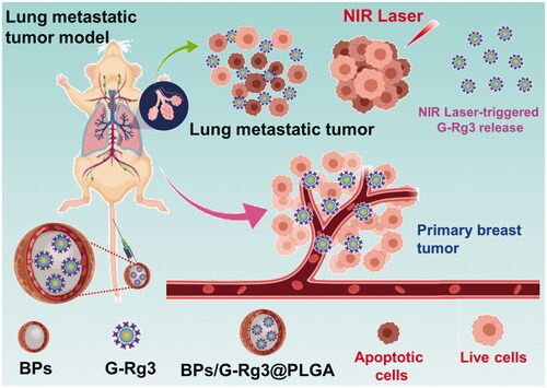 Figure 1. Schematic representation of enhanced new multifunctional nanocomposite, focused on BPs, to suppress metastasis of breast cancer by BPs/G-Rg3@PLGA.