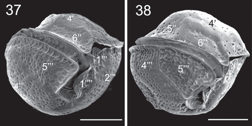 Figs 37–38. SEM micrographs of Coolia cf. canariensis phylogroup II in ventral view. Scale bars: 10 µm.