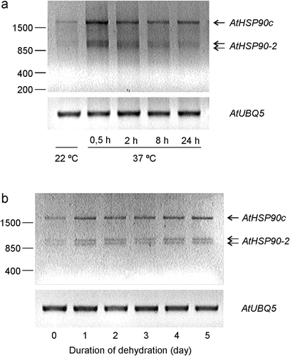 Figure 1. AtHSP90–2 expression in Col-0 seedlings under heat shock (a) and dehydration (b). (a) 12-day-old seedlings were exposed to 37°C for different time periods (0.5–24 h). (b) Six-day-old seedlings were subjected to dehydration of the agar medium for 5 days. AtHSPsp90c indicates the RT-PCR amplification product of four cytosolic HSPsp90s (AtHSP90–1, -2, -3 and -4). Equal amounts of the cDNA product were digested with restriction enzyme XhoI for AtHSP90–2 (986 bp and 1086 bp are indicated with two arrows). AtUBQ5 was used as an internal control. Representative images from two independent experiments are shown. (First published as a part of the Supplementary Information in Acta Physiologiae Plantarum, 2021, 43: 58 by Springer Nature).