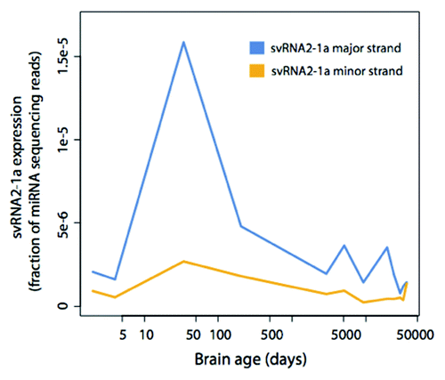 Figure 5. svtRNA2-1a expression in human brain development and aging. svtRNA2-1a expression in the human brain detected by sncRNA sequencing. The time points are: 2 d after birth, 4 d, 34 d, 204 d, 8 y, 13 y, 25 y, 53 d, 66 y, 88 y and 98 y. Expression has been normalized to the number of miRNA sequencing reads.