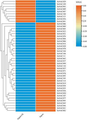 Figure 6. Expression patterns of SsNAC genes at the transcriptional level in response to drought stress. A heat map shows the relative expression of SsNAC genes at 0 d (Sspon-CK) and 7 d (Sspon) of drought stress. Analysis of RNA-seq data showed 45 differentially expressed SsNAC genes that exhibited either increased or decreased expression under drought stress. Red indicates a high expression level, and blue indicates a low expression level.