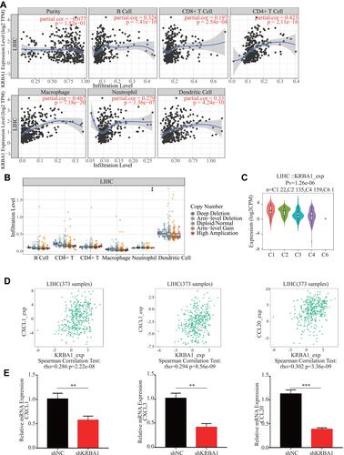 Figure 6 KRBA1 is associated with immune cell infiltration. (A) The correlation between the tumor infiltrating immune cells and the expression of KRBA1 in LIHC. (B) The connection between the CNV of KRBA1 and the immune cell infiltration level in LIHC. (C) Associations between KRBA1 expression and immune subtypes in LIHC. (D) The connection between the expression of KRBA1 and three chemokines. (E) Immune-related chemokines expression in KRBA1 silenced HCC cells. *p < 0.05, **p < 0.01, ***p < 0.001.