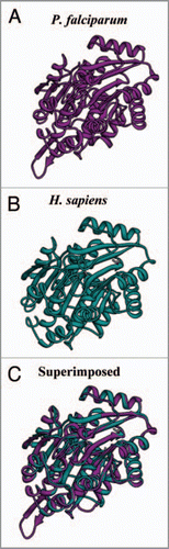 Figure 2 The computer based structure model of (A) PfU52 of Plasmodium falciparum and (B) Human UAP56 (1XTI). (C) The superimposed image.