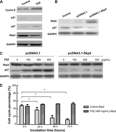Figure 4 Skp2 is involved in p27 upregulation and cell cycle arrest induced by troglitazone (TGZ) in SiHa cells.