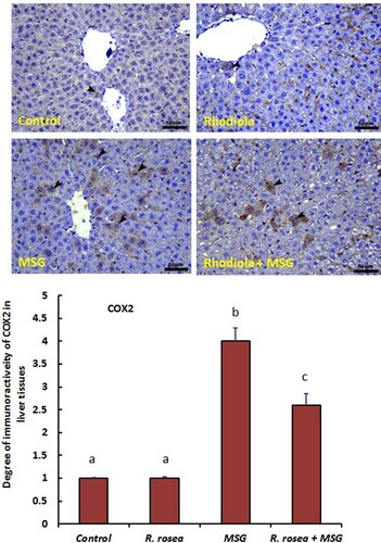 Figure 5. Liver sections of the control (upper left) and R. rosea (upper right) groups show weak immunoreactivity for COX2 within hepatocytes in the centrilobular area of the liver (arrowhead). Down left photo is a liver section from the MSG-treated rats, showing a marked increase in COX2 expression (arrowheads) within hepatocytes. Down right photo is a liver section from the MSG plus R. rosea-treated group, showing a decrease in COX2 expression (arrowheads) within hepatocytes. The scale bar for all fields is 50 µm. The immunoreactivity percentage (%) of COX2 in 6 separate fields/sections is shown in down bar graph. All values are expressed as means + SE and the significance level is reported at p < 0.05. Values with different letters are significant at *p < 0.05 compared to other groups.