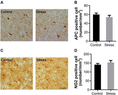 Figure 2 Effects of intermittent social defeat stress on the numbers of mature oligodendrocytes (OLs) and oligodendrocyte progenitor cells (OPCs) in medial prefrontal cortex (mPFC).