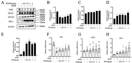 Figure 6. The effect of SCEO on the Nrf2 signal pathway. (A–E) protein expression of Nrf2, HO-1, GCLC, GCLM, (F–G) mRNA level of Nrf2, GCLC, and HO-1 in liver tissues of mice exposed to APAP overdose, β- actin served as a loading control. The values are reported as the means ± SD (n = 8). ###p < 0.001 compared with the normal group; *p < 0.05, **p < 0.01, ***p < 0.001 compared with the APAP group.