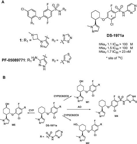 Figure 10. (A) Identification of the potent and selective NaV1.7 inhibitor DS-1971a via optimization of the previously disclosed benzenesulfonamide chemotypes from 1 and PF-05089771. (B) Major metabolites of DS-1971a in animals and human.