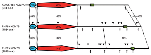 Figure 1 KDM7-family proteins. In humans the KDM7-family comprises three members: KIAA1718, PHF8 and PHF2. These proteins of about 1,000 amino acids (a.a.) contain an N-terminal plant homeodomain (PHD), a Jumonji C-domain (JmjC) and a short coiled coil region (cc). Nuclear localization signals and phosphorylation sites are depicted as arrows below and arrowheads above the model, respectively. Homology between the family members is given in percent identity for PHD, JmjC-domain and C-terminal region defined by dashed lines.