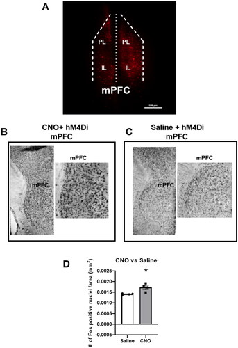 Figure 1. DREADD injection is restricted to the mPFC and CNO increases Fos activation in the mPFC of hM4Di mice.