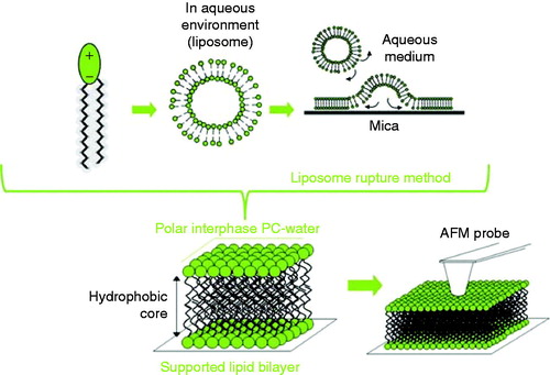 Figure 2. Supported lipid bilayers (SLBs) onto hydrophilic surfaces have been extensively used to mimic the biophysical properties of biological membranes. Schematic diagram showing the formation of SLBs via the rupture liposome method.