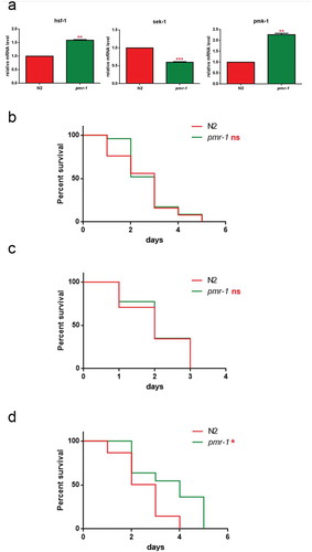 Figure 8. Impact of pmr-1 silencing on C. elegans immunity.(a) Expression of hsf-1, sek-1 and pmk-1 mRNA level in pmr-1 worms, as compared to control. Bars represent the mean of three independent experiments. Kaplan-Meier survival plot of (b) pmk-1 (c) sek-1 and (d) hsf-1 mutant worms with silenced pmr-1, after 48 h to infection with S. aureus, as compared to control. Asterisks indicate significant differences (*p < 0.05, **p < 0.01, ***p < 0.001, ns: not significant). n = 60 for each data point of single experiments.