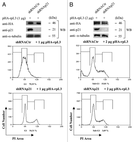 Figure 9. Role of p21 on rpL3-mediated cell cycle arrest and apoptosis. (A) Protein extracts from Calu-6 cells and p21ΔCalu-6 cells transiently transfected with 1 μg of pHA-rpL3 were analyzed by WB assay with antibodies directed against the HA tag and p21. Loading in the gel lanes was controlled by detection of α-tubulin protein. The same samples were analyzed for DNA content by propidium iodide staining, and fluorescence was measured by flow cytometry 24 h after transfection. (B) Protein extracts from Calu-6 cells and p21ΔCalu-6 transiently transfected with 2 μg of pHA-rpL3 were analyzed by WB assay with antibodies directed against the HA tag and p21. Loading in the gel lanes was controlled by detection of α-tubulin protein. The same samples were analyzed for DNA content by propidium iodide staining, and fluorescence was measured by flow cytometry 24 h after transfection.