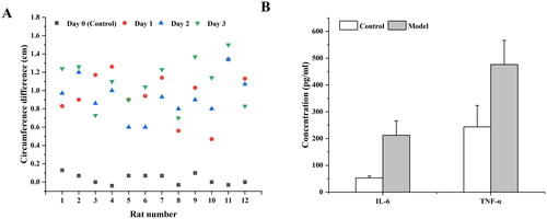 Figure 6. Changes of periarticular length difference (A) and inflammatory factors (B) in rats before and after modeling (**p < 0.01, compared with control).