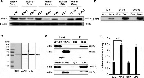 Figure 1. API5 as a DAMP that interacts with TLR4. (A) API5 expression level of various cancer cells were detected using western blot analysis. (B) To confirm that API5 protein is a DAMP, expression of API5 by cancer cells with or without doxorubicin treatment was measured using western blot analysis. (C) The production of recombinant human API5 protein via bacterial protein purification system was confirmed using CBB (coomassie brilliant blue) and western blot analysis. (D) Binding between API5 and TLR2 or TLR4 was assessed using immunoprecipitation. (E) TLR4 expressing HEK293 cells were transfected with plasmid encoding luciferase under NF-kB promoter, and treated with API5 (0.5μg/ml), GFP (0.5μg/ml) or LPS (100ng/ml), and assessed for luciferase signal. Data are presented as mean ± SD (** = p < 0.01).