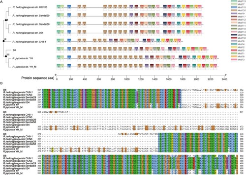 Figure 5. Analyses of ompA gene variations among B8, other 5 R. heilongjiangensis and 2 R. japonica strains. (A) Phylogenetic analysis of ompA, constructed by the neighbour-joining method in MEGA 10.0 software, and identification of conserved motif by MEME online tool. The tree and motifs distribution were visualized by TBtools. (B) For a portion of the polymorphic sites, showing sequence variation of ompA gene in the B8 genome among the selected SFGRs. The sequences were aligned with MUSCLE algorithm and visualized with Jalview.