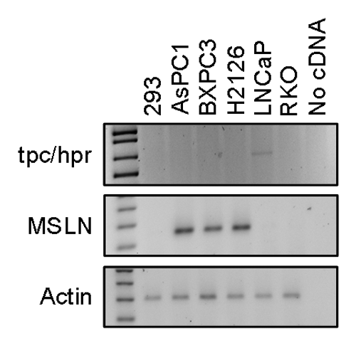 Figure 3. Target transcripts are present selectively in cells. PCR amplification of the tpc/hpr fusion, mesothelin and control actin transcripts was performed on cDNA from cell lines used for the experiments. Samples were separated on a 1% agarose gel. The first lane has a DNA ladder.