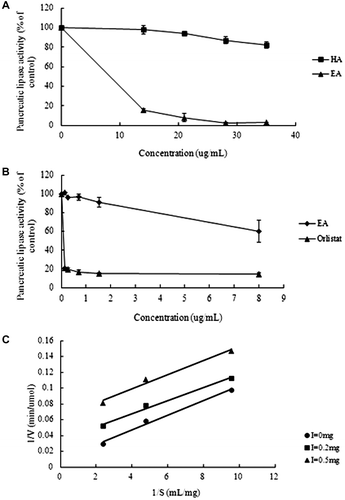 Fig. 3. Inhibition of porcine pancreatic lipase activity by EA, HA, orlistat, and crude saponin.Note: (A) inhibition of lipase by EA or HA. Values are the mean ± standard error, n = 3. (B) Inhibition of lipase by EA and orlistat. Values are the mean ± standard error, n = 3. (C) Double-reciprocal plot of the reaction rate vs. triolein concentration in the presence of the crude saponin.