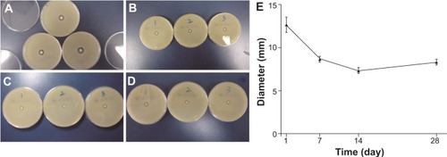Figure 4 Representative photographs of the inhibition zone of the vancomycin group showing (A) day 1, (B) day 7, (C) day 14, and (D) day 28. (E) The inhibition zone was at the maximum on the first day (average diameters of 12.7±0.4 mm). During the next testing period, the diameters of the zone of inhibition remained around 8 mm.