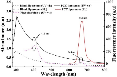 Figure 10 The UV-Vis and FL spectra of the PCC liposomes, normal blank liposomes and pheophorbide-a.Abbreviations: PCC, photo-responsive Camellia sapogenin derivative cationic; UV-Vis, ultraviolet-visible; FL, fluorescence.