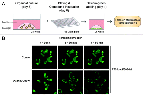 Figure 2. CFTR function measurements using intestinal organoids. (A) Schematic representation of the method to measure forskolin-induced organoid swelling. (B) Confocal images of calcein-green labeled F508del/F508del organoids with or without VX-809 + VX-770 treatment at the indicated time points of forskolin stimulation.