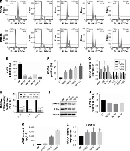 Figure 2 Macrophage behavior on nanotubular TiO2 surface.Notes: (A) SEM of macrophages incubated for 3 days on different samples (CP, TNT20, TNT40, and TNT60). (B) Confocal detection of the M1 marker protein CD86 after 48 hours of culture. (C) Confocal detection of the M2 marker protein CD206 after 48 hours of culture. (D) Flow cytometry for detection of the membrane surface proteins CD86 and CD206. (E) Analysis of flow cytometry results for CD86-positive rates. (F) Analysis of flow cytometry results for CD206-positive rates. (G) Real-time PCR detection of macrophage polarization and inflammation-related gene expression after 24 hours of culture. (H) Chemiluminescence detection of inflammatory factors in supernatants. (I) Western blot analysis of inflammation-related proteins on CP, TNT20, TNT40, and TNT60 after 20 minutes of culture. (J) Analysis of phospho-IKB-α activity using the images shown in I. (K) ELISA of macrophage-secreted VEGF in supernatants after 72 hours of culture. (L) VEGF gene expression levels in macrophages after 24 hours of culture. Results are presented as mean ± SD (N=3). *P<0.05; **P<0.01.Abbreviations: CP, commercially pure Ti; TNT20, TNT40, and TNT60, TiO2 nanotubes produced by different voltages; VEGF, vascular endothelial growth factor; SEM, scanning electron microscopy; LM, low magnification; HM, high magnification; PCR, polymerase chain reaction.