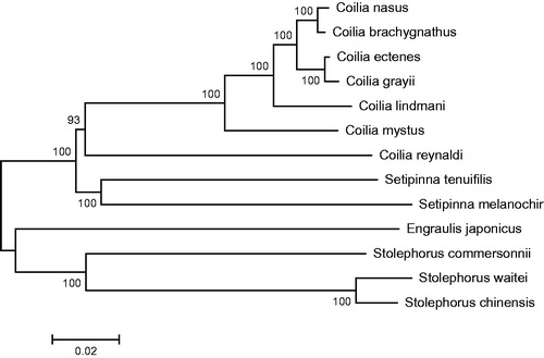 Figure 1. Phylogenetic position of the half-fin anchovy.