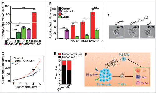Figure 6. SMMC7721-MPs induce the differentiation of PMA-stimulated THP-1 cells toward M2 phenotype. (A) THP-1 cells treated with 100 ng/mL PMA for 48 h were incubated with hIL-4, A2780-MPs, A549-MPs, SMMC7721-MPs for 24 h and the expression of arginase1 was detected with real-time PCR. (B) The expression of arginase 1 in PMA-stimulated THP-1 cells treated with A2780-MPs, A2780-lysate, A549-MPs, A549-lysate, SMMC7721-MPs, SMMC7721-lysate and 5 mM lactic acid was analyzed with real-time PCR. (C, D) SMMC7721-MPs-educated PMA-stimulated THP-1 cells promote SMMC7721 TRCs colony size. PMA-stimulated THP-1 cells were treated with or without SMMC7721-MPs for 24 h and the supernatants were used to culture SMMC7721 tumor cells in 3D fibrin gels for TRC growth. On day 5, the colony size of SMMC7721 TRCs was visualized under microscope (C) and analyzed by Image J software (D). (E) 1 × 106 SMMC7721 tumor cells plus 3 × 105 SMMC7721-MPs-treated or untreated PMA-stimulated THP-1 cells were subcutaneously injected to nude mice (n = 10 per group). On day 35, the tumor formation was obtained. (F) T-MPs act as a general mechanism to polarize macrophages into M2 type tumor-associated macrophages. In tumor microenvironment, a variety of stimuli (apoptotic signals, live stimulatory signals, chemo- and radio-therapy) induce tumor cells to release T-MPs, which are then taken up by monocytes, M0 or even M1 macrophages. In turn, the entered T-MPs educate monocytes, M0 or M1 macrophages into M2 like TAMs, leading to tumor growth, metastasis as well as cancer stem cell development. Data shown are representative of three independent experiments expressed as means±s.e.m. ***p < 0.001.