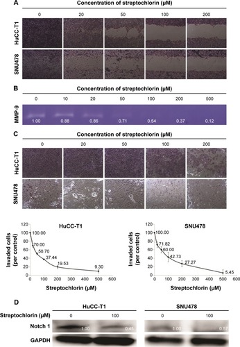Figure 2 Effect of streptochlorin on HuCC-T1 cells and SNU478 cells.