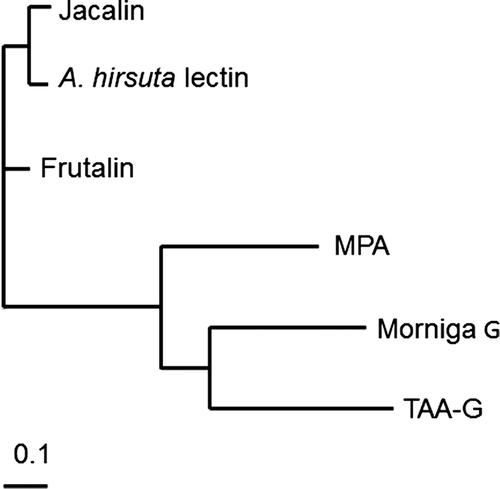 Fig. 6. A phylogenetic tree of gJRLs.Notes: The phylogenetic tree based on Clustal W (ver. 1.83) was drawn by Phylodendron (D. G. Gilbert, http://iubio.bio.indiana.edu/soft/molbio/java/apps/trees/)