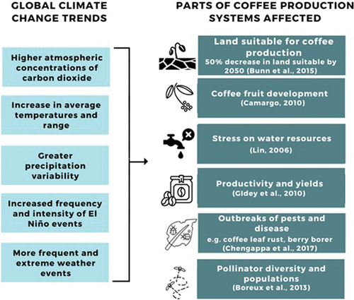 Figure 4. Climate change impacts on coffee production systems.