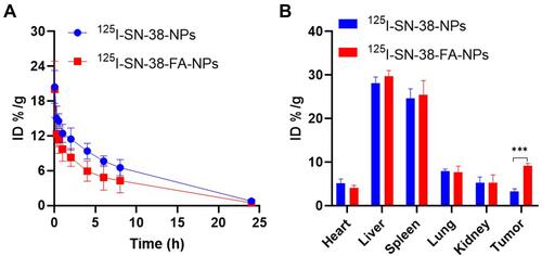 Figure 3 (A) Pharmacokinetics of 125I-SN-38-NPs and 125I-SN-38-FA-NPs (20 µCi) in healthy mice following intravenous injection (n=3). (B) Biodistribution of 125I-SN-38-NPs and 125I-SN-38-FA-NPs in MKN7 tumor-bearing mice after intravenous injection at 24 h (n=3). ***p < 0.001 were considered highly significant.