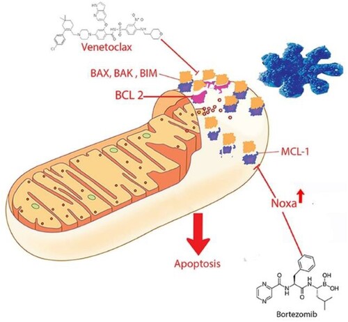 Figure 3. Bortezomib's role in enhancing venetoclax efficacy. Bortezomib mitigates venetoclax resistance by upregulating NOXA, which binds to and inhibits MCL-1, reinstating the effectiveness of venetoclax.