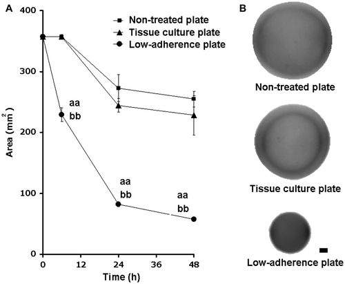 Fig. 1. Area change over time and images of cell-containing collagen gels on different types of culture plates.Notes: Fibroblasts at a density of 1.0 × 106 cells/well containing 0.1% collagen gel (2.0 mL) was poured into a nontreated plate, a tissue culture plate, and a low-adherence plate, and the plates were incubated. The area of each collagen gel was measured by image analyzer. The gel areas were determined automatically by image analysis. (A) Areas of collagen gels (mean ± SD, n = 4) on the indicated plates in relation to incubation duration. The collagen gel area was significantly smaller on the low-adherence plates than on the other two types of plates. aa, p < 0.01 by Tukey’s test versus nontreated plates. bb, p < 0.01 by Tukey’s test versus tissue culture plates. (B) Images of representative gels on each plate after 48 h of incubation. The shrunken collagen gels in the low-adherence plate were precise circular and cylindrical shapes, whereas the gels in the other plates were skewed, and inner circular lines were observed within the gel. Bar, 1 mm.
