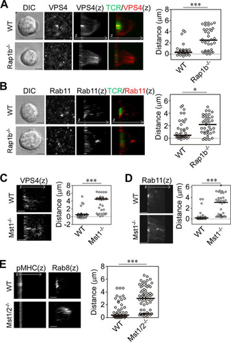 FIG 5 Mislocalized vesicle transport regulators in IS of Rap1b−/− or Mst1−/− T cells. (A and B) Localization of VPS4 and Rab11 in IS of naive OT-II T cells from wild-type and Rap1b−/− mice. Shown are DIC and images of contact plane and 3D images (z) of TCR and VPS4 (A) or Rab11 (B). (C and D) 3D images (z) of VPS4 (C) and Rab11 (D) in Mst1−/− naive OT-II T cells. (E) 3D images (z) of Rab8 and pMHC in naive Mst1−/−/Mst2−/− (Mst1/2−/−) OT-II T cells. ***, P < 0.001; *, P < 0.05. Scale bar, 2.5 μm. Distances of the peak intensities from the contact plane were quantified and are shown on the right.