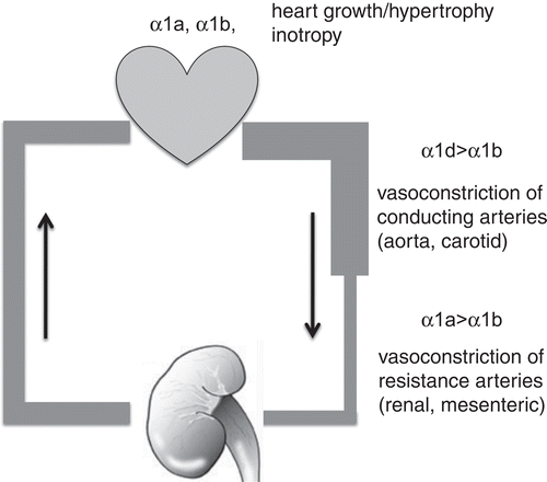 Figure 1.  The α1-adrenergic receptor subtypes in the cardiovascular system. This figure summarizes the main roles played by distinct α1-AR subtypes in the cardiovascular system highlighted by studies on genetically modified mice.