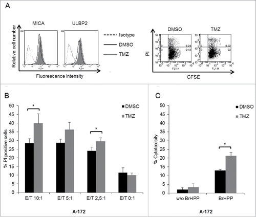Figure 5. TMZ treatment sensitizes A-172 cells to Vγ9Vδ2 T cell-mediated killing. (A) A-172 cells were incubated overnight with 200 μg/mL TMZ or DMSO solvent control. This concentration of TMZ increased cell surface expression of MICA and ULBP2 (left-hand panel) but did not induce cell death as judged by PI staining (right-hand panel). (B) TMZ (gray bars)- or DMSO (black bars)-pre-incubated and CFSE-labeled A-172 cells were co-cultured in duplicates for 4 h with Vγ9Vδ2 T cells at various E/T ratios and stained with PI. BrHPP was present in the co-culture. PI/CFSE double-positive cells were considered as killed A-172 target cells. (C) TMZ (gray bars)- and DMSO (black bars)-pre-incubated A-172 cells were labeled with Calcein AM and co-cultured for 4 h with γδ T cells at E/T ratio 10:1 with (right-hand panel) or without BrHPP (left-hand panel). Data are presented as mean values of experiments with short-term γδ T-cell lines from 5 (B) and 4 (C) donors +/− SEM. Statistical significance is displayed as * for p < 0.05.