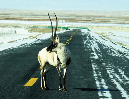 Photo 1. A male Tibetan antelope (Pantholops hodgsonii) openly crosses the National Road 215 and watches the expedition team. Taken Dec. 2019 in Duoxiu, Qumalai county in the Yangtze River Source Park. Photographer: Xinquan Zhao.