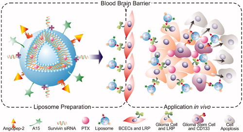 Scheme 1. Schematic illustration of DP-CLPs–PTX–siRNA nanocomplex.