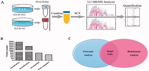 Figure 3. Combined analysis of proteomics and bioinformatics for screening target genes of miR-34a-5p. (A) Flow chart of proteomic analysis. (B) Total identified, quantified proteins and differentially expressed proteins. (C) Target gene selection by combining results of proteomic and bioinformatics analysis.
