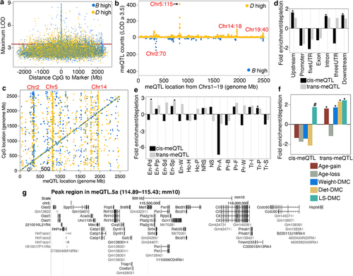 Figure 2. Overview of methylation QTL (meQTLs) in the liver. (a) plot of the genome-wide peak LOD score for the 27,966 CpGs, and distance between the CpG and the maximum LOD marker. Yellow: D allele (DBA/2J genotype) has positive additive effect; blue: B allele (C57BL/6J genotype) has positive additive effect. (b) meQTL location (x-axis; from chromosomes 1–19) and counts of meQTLs with LOD ≥ 3.5. (c) the genome graph plots location of the genome-wide peak QTL marker (x-axis), and location of the linked CpG (y-axis). Shows only the 3921 CpGs that map at LOD ≥ 3.5. Relative enrichment or depletion in (d) genomic location, and (e) predicted chromatin states for CpGs that map as cis-meQTLs (black), and as trans-meQTLs (grey). Asterisks denote hypergeometric enrichment p < 0.001. (f) enrichment or depletion in differentially methylated CpGs among the cis- and trans-modulated CpGs. (Asterisks denote hypergeometric enrichment p < 0.001; hash denotes p = 0.003) (g) Portion of the peak interval in the chromosome 5 meQTL hotspot: meQTL.5a (from UCSC Genome browser GRCm38/mm10).