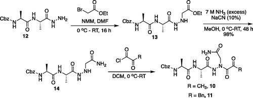 Figure 8. Synthesis of aza-asparagine legumain inhibitors.