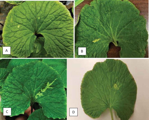 Fig. 1 Early symptoms of wasabi mottle virus development on wasabi leaves from natural infection. (a) Small chlorotic spots. (b, c) Chlorotic streaks developing along leaf veins. (d) Ringspot